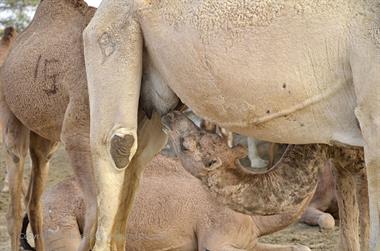 04 Camel_Farm,_Bikaner_DSC2755_b_H600